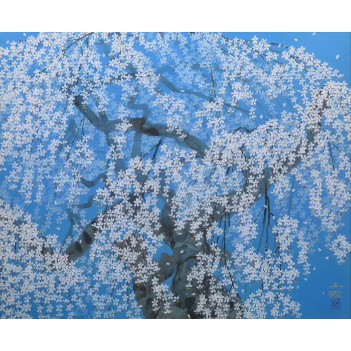 清雲寺の枝垂桜 20号