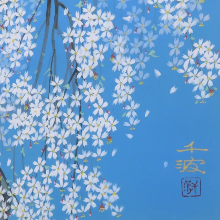 清雲寺の枝垂桜 20号